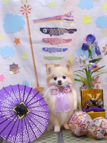 20240512小豆くん